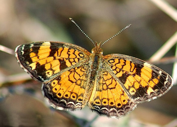 By leppyone (Pearl Crescent) [CC-BY-2.0 (http://creativecommons.org/licenses/by/2.0)], via Wikimedia Commons