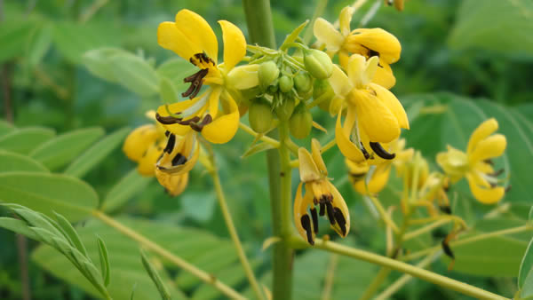 20 Seeds Pack Senna Hebecarpa Wild Senna Yellow Flowering Herbaceous 